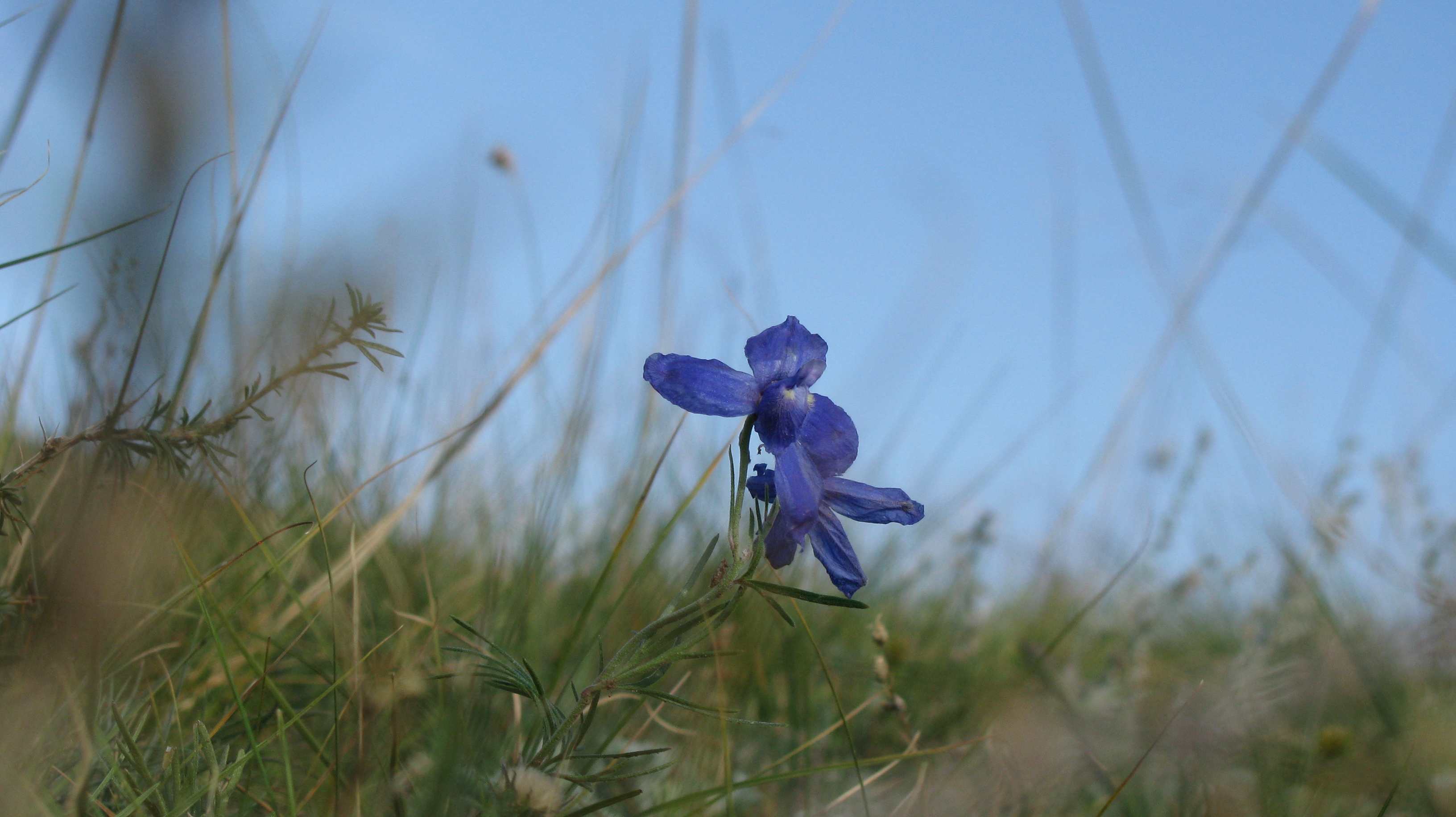 A Mongolian flower.